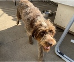 Small Photo #2 Wirehaired Pointing Griffon Puppy For Sale in SACRAMENTO, CA, USA