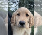 Puppy Maple Golden Retriever