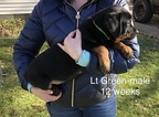 Small Photo #11 Rottweiler Puppy For Sale in WADSWORTH, OH, USA