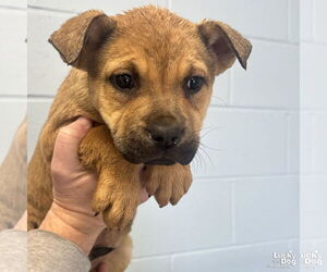 Mutt Dogs for adoption in Washington, DC, USA