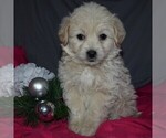 Small Photo #5 Pookimo Puppy For Sale in GORDONVILLE, PA, USA