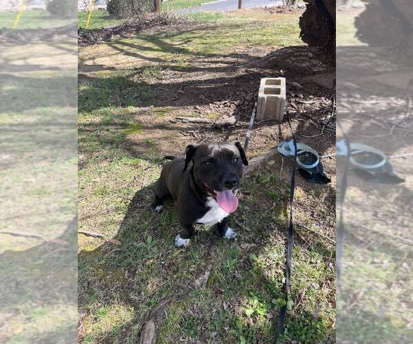 Medium Photo #2 Mutt Puppy For Sale in Candler, NC, USA