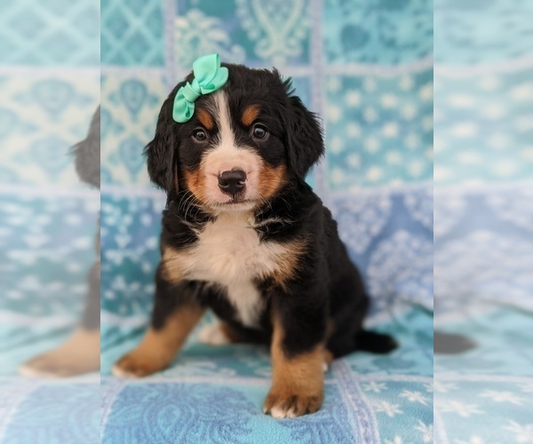 View Ad Bernese Mountain Dog Puppy for Sale near