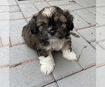 Puppy 2 Cava-Tzu