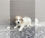 Small Photo #1 Great Pyrenees Puppy For Sale in SENECA FALLS, NY, USA