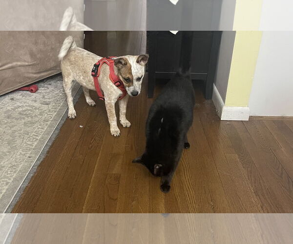 Medium Photo #6 Mutt Puppy For Sale in Garden City, NY, USA