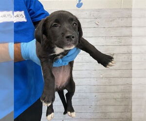 Labrador Retriever Dogs for adoption in San Bernardino, CA, USA