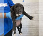 Small Labrador Retriever