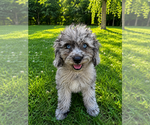Small #15 Cavapoo (Miniature)