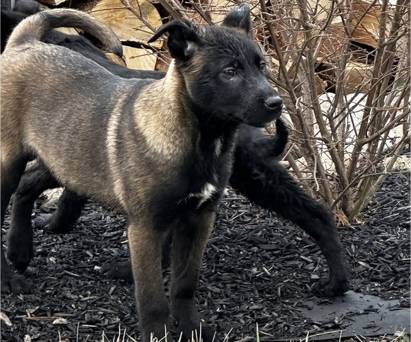 Medium Photo #4 Belgian Malinois Puppy For Sale in SYRACUSE, IN, USA