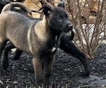 Small Photo #4 Belgian Malinois Puppy For Sale in SYRACUSE, IN, USA