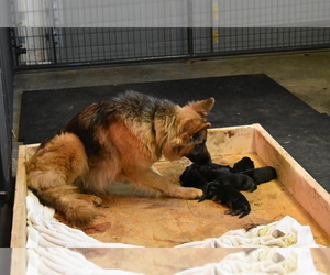 Mother of the German Shepherd Dog puppies born on 12/02/2021
