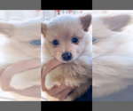 Small Photo #8 Pomeranian Puppy For Sale in FAIRFIELD, CA, USA