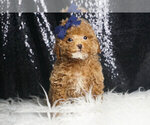 Puppy GOLDEN NUGGET Maltipoo