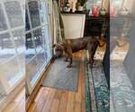 Small #1 American Pit Bull Terrier-American Staffordshire Terrier Mix