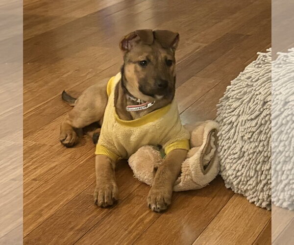 Medium Photo #8 Mutt Puppy For Sale in Brooklyn Center, MN, USA