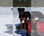Small Photo #1 Rottweiler Puppy For Sale in ATHOL, ID, USA