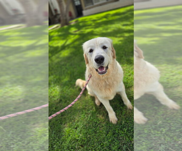 Medium Photo #2 Labrenees Puppy For Sale in Newport Beach, CA, USA