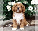 Small Cavapoo (Miniature)
