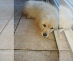 Small Photo #7 Golden Retriever Puppy For Sale in MENIFEE, CA, USA