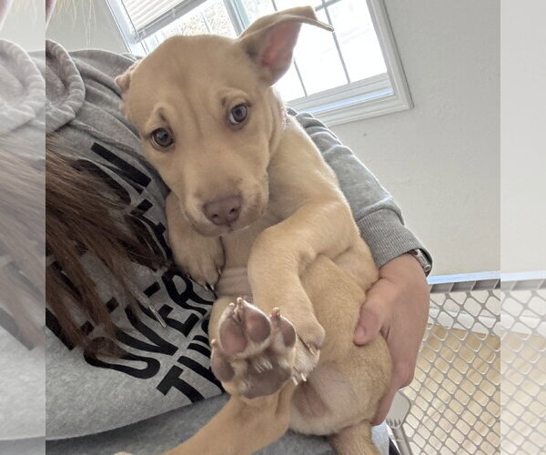 Medium Photo #14 Siberian Husky-Unknown Mix Puppy For Sale in Fargo, ND, USA