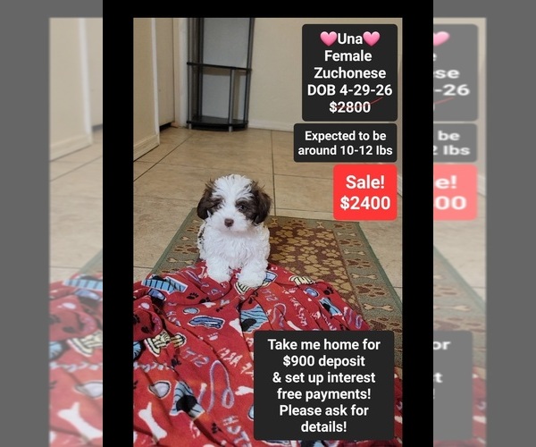 Medium Photo #1 Havanese-Zuchon Mix Puppy For Sale in TUCSON, AZ, USA