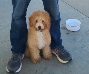 Poodle (Miniature) Puppy for sale in LITCHFIELD, IL, USA
