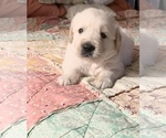 Small Photo #9 Golden Retriever Puppy For Sale in HIDDENITE, NC, USA