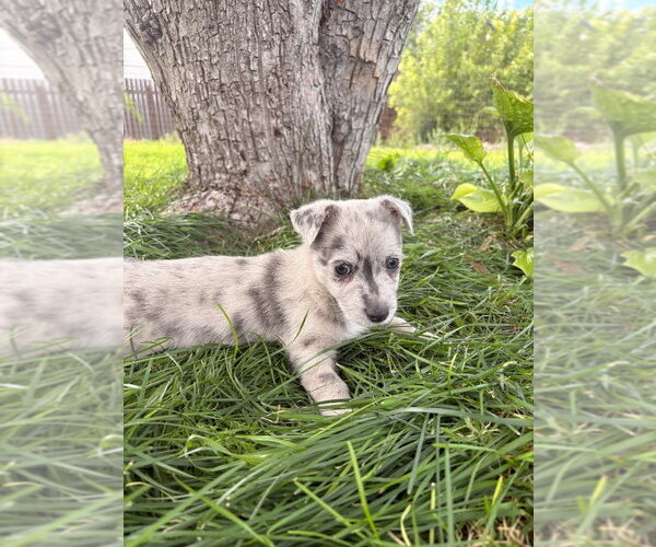 Medium Photo #1 Chihuahua-Unknown Mix Puppy For Sale in Salt Lake City, UT, USA