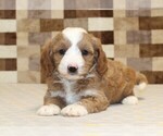 Small #2 Bernedoodle (Miniature)-Cavapoo (Miniature) Mix