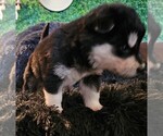 Small Photo #52 Alaskan Malamute Puppy For Sale in MIDWEST CITY, OK, USA