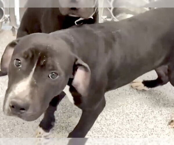 Medium Photo #3 American Pit Bull Terrier Puppy For Sale in Houston, TX, USA