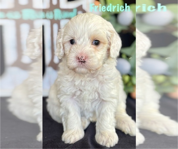 Medium Photo #16 Australian Labradoodle Puppy For Sale in WASHINGTON, NC, USA