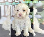 Small #2 Australian Labradoodle