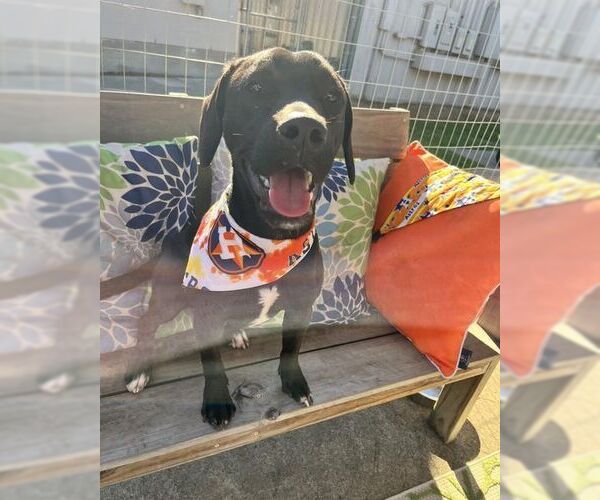 Medium Photo #4 Mutt Puppy For Sale in San Leon, TX, USA