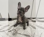 Small Photo #3 French Bulldog Puppy For Sale in CANYON COUNTRY, CA, USA