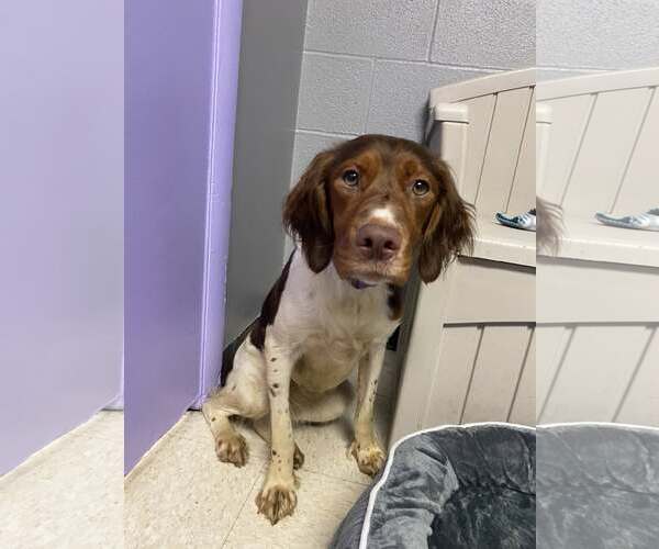 Medium Photo #6 Brittany Puppy For Sale in Curwensville, PA, USA