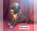 Puppy Puppy 6 Boxer