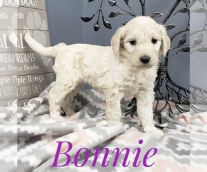 Goldendoodle Puppy for sale in CEDAR GAP, MO, USA