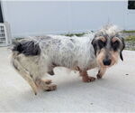 Small #10 Dachshund