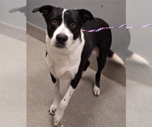 Labrador Retriever-Unknown Mix Dogs for adoption in Las Vegas, NV, USA