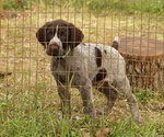 Small Photo #7 German Shorthaired Pointer-German Wirehaired Pointer Mix Puppy For Sale in FREDERICKSBURG, TX, USA