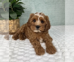 Cavapoo Puppy for sale in FRANKLIN, IN, USA
