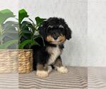 Small #2 Bernedoodle (Miniature)
