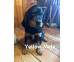 Puppy Yellow Male Gordon Setter