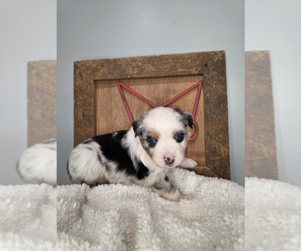 Medium Photo #2 Miniature Australian Shepherd Puppy For Sale in RUSSELLVILLE, AL, USA