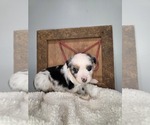 Small #1 Miniature Australian Shepherd