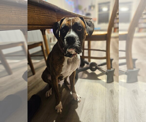 Medium Photo #2 Boxer Puppy For Sale in Woodbury, MN, USA