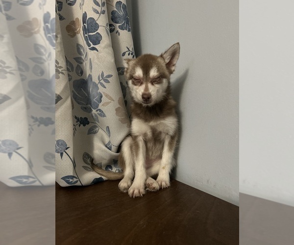 Medium Photo #45 Alaskan Klee Kai Puppy For Sale in DURHAM, CT, USA
