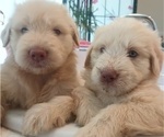 Small #8 Goldendoodle